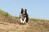BORDER COLLIE 018